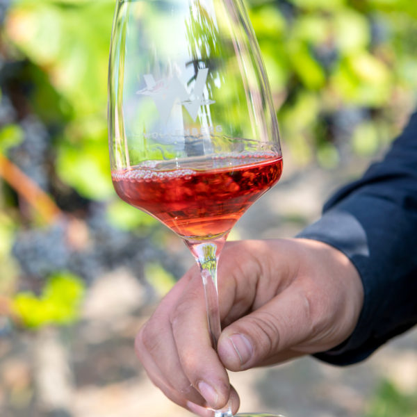 Weinlese am Wolkenberg Wolkenberg Wein
